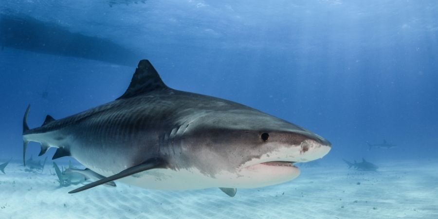 Buceo con tiburones en NZ