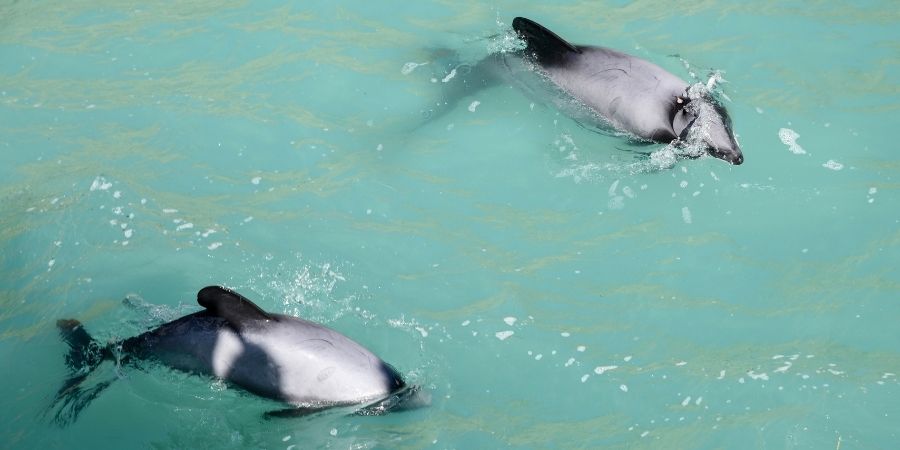 Delfines en Nueva Zelanda