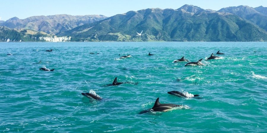 delfines en NZ