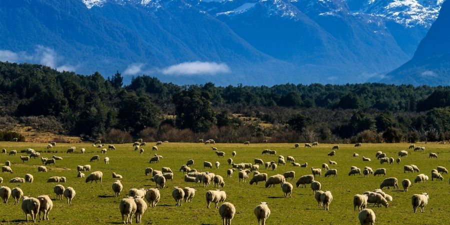 el país de las ovejas y las vacas