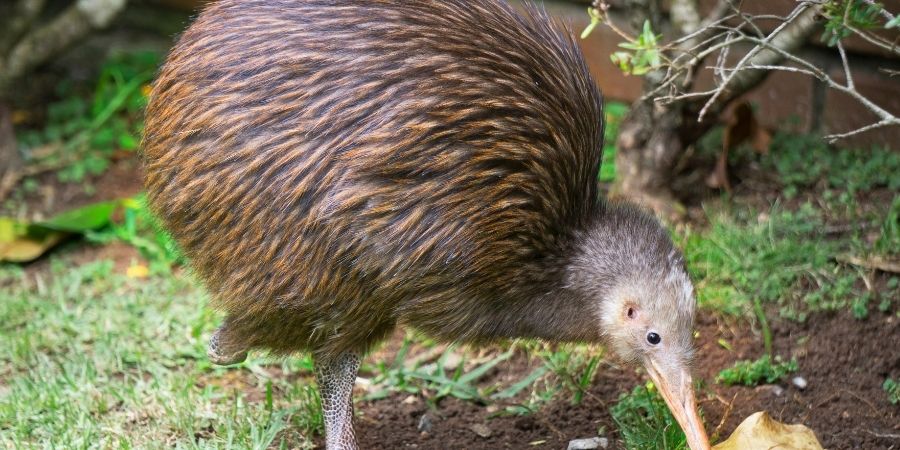 animal Kiwi en Nz
